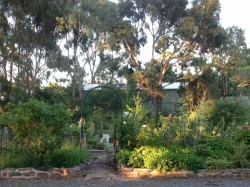 Winter in the Herb Garden at the Miners Cottage