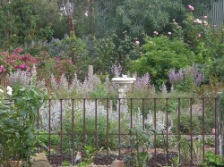 The Miners Cottage Herb Garden in Early Summer