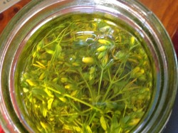 St. John's Wort flowers - starting an oil maceration.