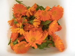 Calendula flowers, picked for drying before making an oil maceration.