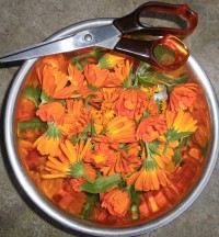 Calendula Flowers - Use as Infused Oil, Infusion or Essential Oil in Your Skin Care