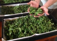 Spreading Nettle in trays for drying